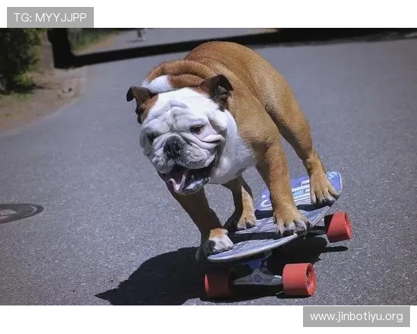 体育猫带你领略全球竞技魅力与运动文化精彩瞬间